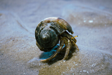 hermit crab on the beach