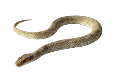 High-resolution rattlesnake isolated on a transparent background.