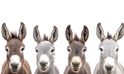 Four adorable donkey faces showcasing unique expressions isolated on transparent background.