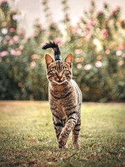 Gray striped cat, looks like a mini jaguar
