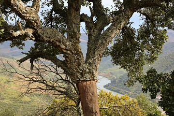  Quercus suber Tree with cork