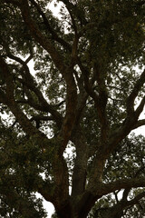  Quercus suber Tree with cork