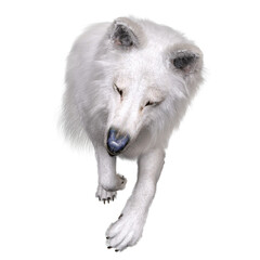 3D rendered white fantasy wolf isolated on transparent background
