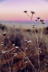 Dry thistle plants stand in a field in Carrizo Plain National Monument, California, USA. The plants are dormant, waiting for spring to bloom again. The photo shows the beauty of nature.