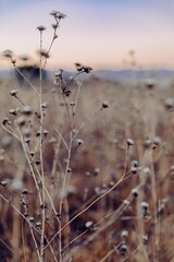 Dry thistle plants stand in a field in Carrizo Plain National Monument, California, USA. The plants are dormant, waiting for spring to bloom again. The photo shows the beauty of nature.