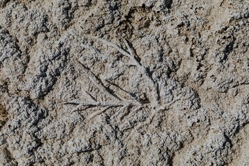 A dried leaf fossil is embedded in the cracked, white salt flats of Carrizo Plain National Monument, California, USA. The leaf is preserved in the arid landscape. ,