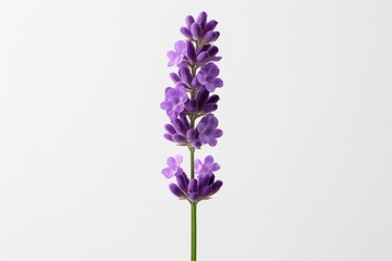Obraz premium Delicate purple lavender flowers pristine white background botanical minimalist photography fine art