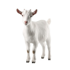 Obraz premium Toggenburg goat against white or transparent background 