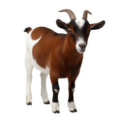 Toggenburg goat against white or transparent background 