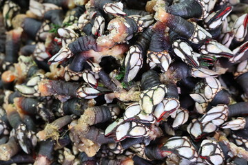  Barnacles, crustaceans, delicacy, seafood Gooseneck barnacles are known in Spain and Portugal