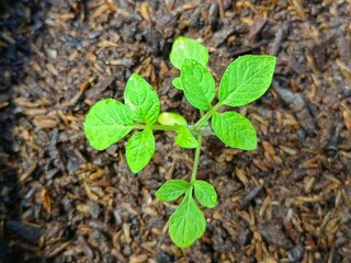 Vibrant Green Tomato Sprout Emerging in Dark Soil