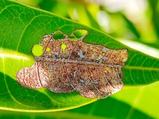 Leaf Skeleton: A Delicate, Sunlit Macro Study