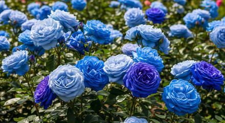 Beautiful blooming blue roses in a lush green garden. Perfect floral image for romantic themes, gardening blogs, flower arrangements, and nature-inspired