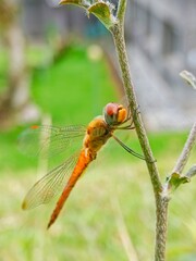 Dragonfly on Branch: A Close-Up Study in Natural Light