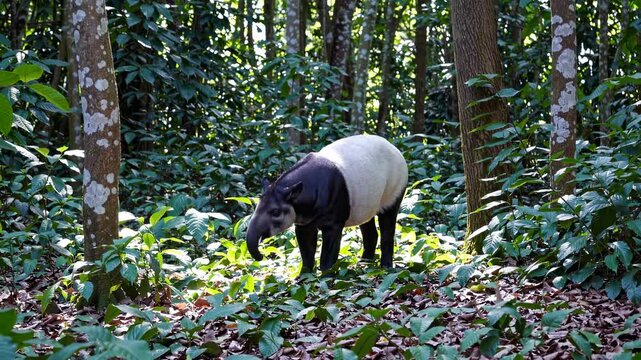 A tapir in a lush forest, captured at eye level. The video showcases the animal amidst dense foliage, highlighting its natural habitat and behavior.