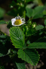 A beautiful white strawberry flower with a yellow center outdoors on the plant among green leaves. 
