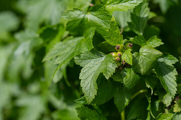 Green unripe berries of currant on the plant with green leaves. 
