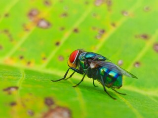 Vibrant Green Fly on Leaf: A Close-Up Macro Photograph