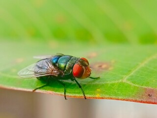 Vibrant Green Fly on Lush Leaf: A Detailed Macro Shot