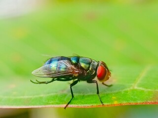 Vibrant Green Fly on Leaf: A Close-Up Macro Shot