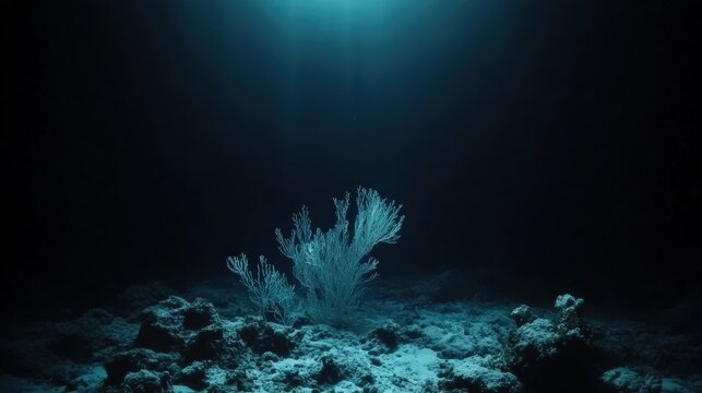 A solitary coral formation illuminated by a ray of light on the dark ocean floor, creating a mysterious underwater scene.