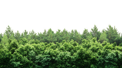 Fototapeta premium lush trees, cut out isolated on transparent background 