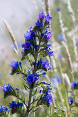 gewoehnlicher Natternkopf (Echium vulgare)