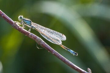 Grosse Pechlibelle (Ischnura elegans), Männchen