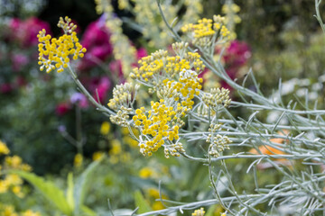 Italienische Strohblume (Helichrysum italicum) - Blütenstand