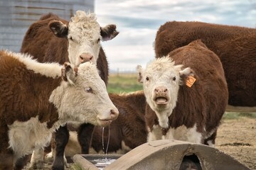 Polled Hereford cow drinks water from a trough with another nearby