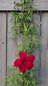 Mandeville flower in vibrant red, trumpet-shaped flower