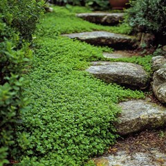 Obraz premium a patch of green creeping thyme covering a stone pathway in an herb garden