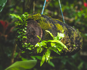 Traditional Balinese Bee Nest in Natural Setting