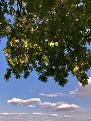 Green treetops against a blue sky. White clouds against a blue sky. Oak leaves. Between the treetops.