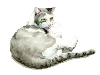アナログ水彩で描いた白とグレーの猫