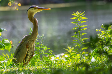 Portrait of a great blue heron standing on the shore of a pond.