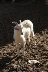 goat in sunlight