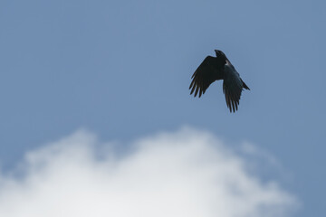 American crow in flight against a blue sky.