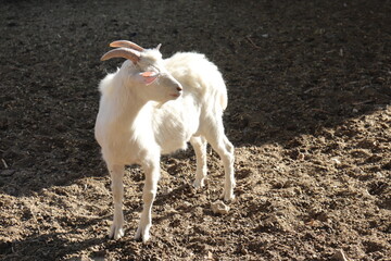 goat in sunlight