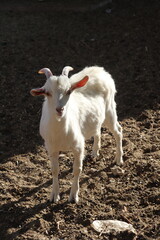 goat in sunlight