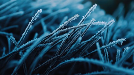 Obraz premium Frosty Grass Blades with Winter Closeup.