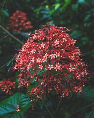 Vibrant Pagoda Flower (Clerodendrum paniculatum) Blooming in Bali Jungle