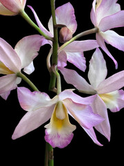 Obraz premium Orchid in Bloom, Garden Exotic Flowers