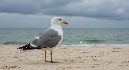 Fototapeta premium Seagull standing on sandy beach with ocean in background 