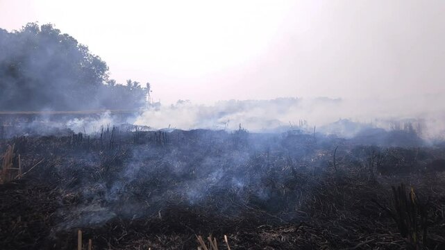 Stubble Burning in India( Parali burning), also known as stubble or straw burning, is the practice of setting fire to crop residue left after harvesting, primarily in agricultural regions of India.