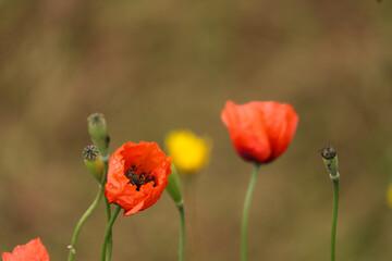 Open bud of red poppy flower in countryside
