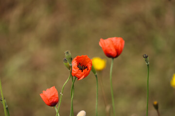 Open bud of red poppy flower in countryside