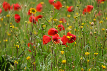 Open bud of red poppy flower in countryside