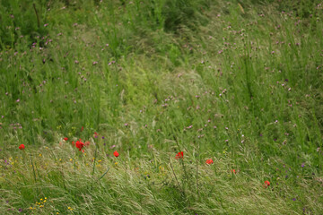 Open bud of red poppy flower in countryside