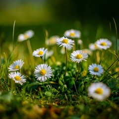 Fototapeta premium a patch of wild daisies with white petals and yellow centers surrounded by green grass on a sunlit meadow